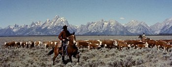 Movie still from “Jubal” (1956), directed by Delmer Daves – A man on horseback herds a herd of cattle; Wide shot, Low angle