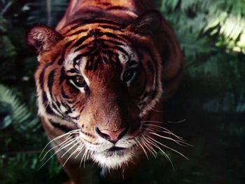Movie still from “The Jungle Book” (1942), directed by Zoltan Korda – The face of an adult tiger; Extreme Close Up shot, Low angle