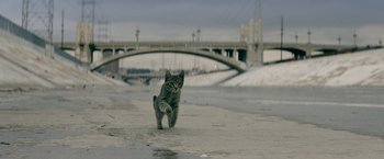 Movie still from “Keanu” (2016), directed by Peter Atencio – A cat walking on the beach near the water; Wide shot, High angle