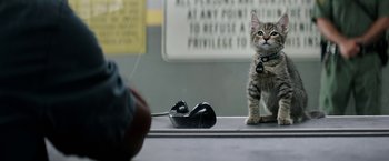 Movie still from “Keanu” (2016), directed by Peter Atencio – A cat sitting next to a pair of shoes on a table; Extreme Close Up shot, Low angle