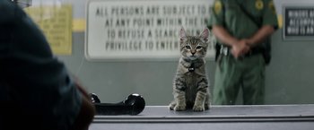 Movie still from “Keanu” (2016), directed by Peter Atencio – A cat that is sitting on a table; Medium shot, Low angle