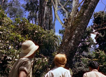 Movie still from “King Solomon's Mines” (1950), directed by Andrew Marton – A group of people standing next to a large tree; Wide shot, Low angle