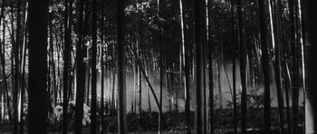 Movie still from “Black Cat” (1968), directed by Kaneto Shindô – A black - and - white photo of a bamboo forest; Extreme Wide shot, Low angle