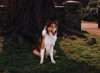Movie still from “Lassie Come Home” (1943), directed by Fred M. Wilcox – A brown and white dog sitting on top of a grass covered field; Wide shot, High angle