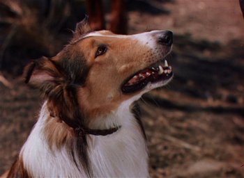 Movie still from “Lassie Come Home” (1943), directed by Fred M. Wilcox – A brown and white dog is looking up at the sky; Close Up shot, High angle