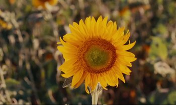 Movie still from “Happiness” (1965), directed by Agnès Varda – A yellow sunflower in a field; Extreme Close Up shot, Low angle