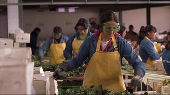 Movie still from “Maria Full of Grace” (2004), directed by Joshua Marston – A group of women working in a plant factory; Medium shot, High angle