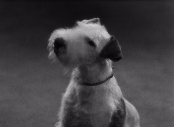 Movie still from “Merrily We Go to Hell” (1932), directed by Dorothy Arzner – A black - and - white photo of a dog's face; Close Up shot, High angle