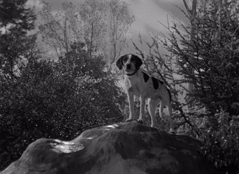 Movie still from “Moonrise” (1948), directed by Frank Borzage – A black and white photo of a dog standing on top of a rock; Wide shot, Low angle