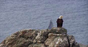 Movie still from “Morning Light” (2008), directed by Mark Monroe – A bald eagle perched on top of a cliff; Extreme Wide shot, Low angle