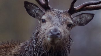 Movie still from “Mrs. Brown” (1997), directed by John Madden – The head of an animal with wet fur; Extreme Close Up shot, High angle