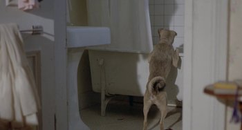 Movie still from “Ms .45” (1981), directed by Abel Ferrara – A brown dog standing in a bathroom next to a tub; Wide shot, High angle