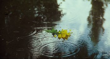 Movie still from “My Brilliant Career” (1979), directed by Gillian Armstrong – A yellow flower floating on top of a body of water; Extreme Close Up shot, High angle