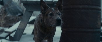 Movie still from “Fractured” (2019), directed by Brad Anderson – A brown dog standing next to a person in the rain; Close Up shot, High angle