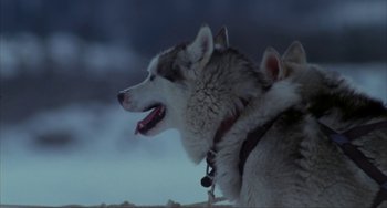 Movie still from “Never Cry Wolf” (1983), directed by Carroll Ballard – A dog's face with a cloudy sky in the background; Close Up shot, High angle