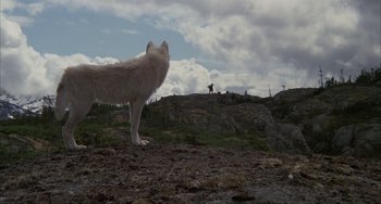 Movie still from “Never Cry Wolf” (1983), directed by Carroll Ballard – A dog standing on top of a rocky hill; Wide shot, Low angle