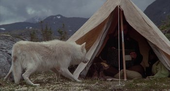Movie still from “Never Cry Wolf” (1983), directed by Carroll Ballard – A white dog standing in front of a tent in a field; Wide shot, High angle