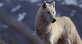Movie still from “Never Cry Wolf” (1983), directed by Carroll Ballard – The face of a white wolf; Close Up shot, High angle