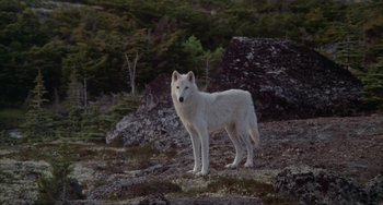 Movie still from “Never Cry Wolf” (1983), directed by Carroll Ballard – A white wolf standing on top of a rocky hill; Wide shot, High angle