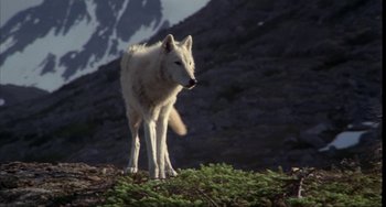 Movie still from “Never Cry Wolf” (1983), directed by Carroll Ballard – A white wolf standing on top of a grass covered hill; Wide shot, Low angle