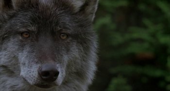 Movie still from “Never Cry Wolf” (1983), directed by Carroll Ballard – The face of a gray wolf; Close Up shot, Low angle