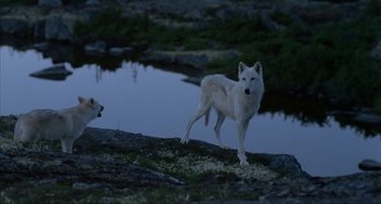 Movie still from “Never Cry Wolf” (1983), directed by Carroll Ballard – A white wolf standing next to a body of water; Wide shot, High angle