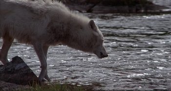 Movie still from “Never Cry Wolf” (1983), directed by Carroll Ballard – A polar bear walking across a body of water; Wide shot, High angle