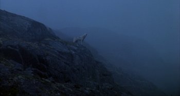Movie still from “Never Cry Wolf” (1983), directed by Carroll Ballard – A wolf standing on top of a hill at night; Wide shot, High angle