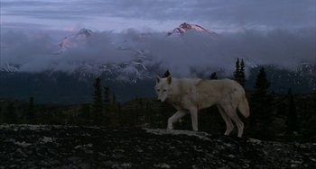 Movie still from “Never Cry Wolf” (1983), directed by Carroll Ballard – A wolf walking on top of a hill near some trees; Wide shot, Low angle