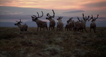 Movie still from “Never Cry Wolf” (1983), directed by Carroll Ballard – A herd of deer standing on top of a grass covered field; Extreme Wide shot, Low angle