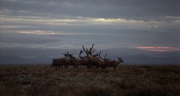 Movie still from “Never Cry Wolf” (1983), directed by Carroll Ballard – A herd of deer standing on top of a grass covered field; Extreme Wide shot, Low angle
