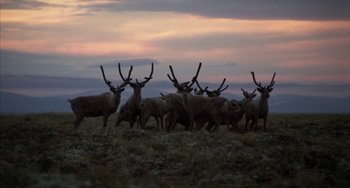 Movie still from “Never Cry Wolf” (1983), directed by Carroll Ballard – A herd of deer standing on top of a grass covered field; Extreme Wide shot, Low angle