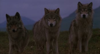 Movie still from “Never Cry Wolf” (1983), directed by Carroll Ballard – A group of three wolves standing in the grass; Wide shot, Low angle