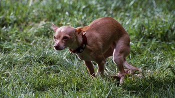 Movie still from “Next Friday” (2000), directed by Steve Carr – A small brown dog standing in the middle of a grass field; Close Up shot, Low angle