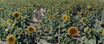 Movie still from “Nicholas and Alexandra” (1971), directed by Franklin J. Schaffner – Two people are in a field of sunflowers; Extreme Wide shot, High angle
