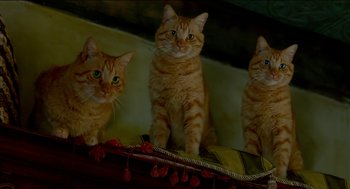 Movie still from “Nine Lives” (2016), directed by Barry Sonnenfeld – Three orange tabby cats sitting on top of a table; Medium shot, Low angle