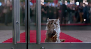Movie still from “Nine Lives” (2016), directed by Barry Sonnenfeld – A cat sitting on a red rug in front of a window; Wide shot, Over the shoulder angle