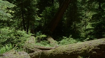 Movie still from “Old Joy” (2006), directed by Kelly Reichardt – A man standing in the woods next to a fallen tree; Extreme Wide shot, Low angle