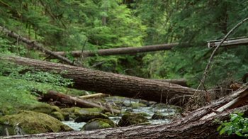 Movie still from “Old Joy” (2006), directed by Kelly Reichardt – A fallen tree in the middle of a forest; Extreme Wide shot, High angle