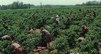 Movie still from “Out of Africa” (1985), directed by Sydney Pollack – A group of people picking coffee beans in an open field; Extreme Wide shot, High angle