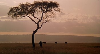 Movie still from “Out of Africa” (1985), directed by Sydney Pollack – A tree in the middle of a field with cows grazing in the background; Extreme Wide shot, Low angle