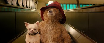 Movie still from “Paddington” (2014), directed by Paul King – A brown bear wearing a red hat next to a white dog; Close Up shot, Low angle