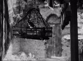 Movie still from “Pather Panchali” (1955), directed by Satyajit Ray – A black and white photo of a bird in a cage; Extreme Close Up shot, Low angle