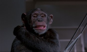 Movie still from “Phenomena” (1985), directed by Dario Argento – A chimpanzees face with a fur collar; Close Up shot, Low angle