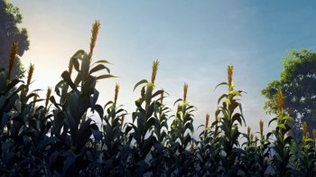 Movie still from “Planes” (2013), directed by Klay Hall – A field of corn plants with the sky in the background; Extreme Wide shot, Low angle