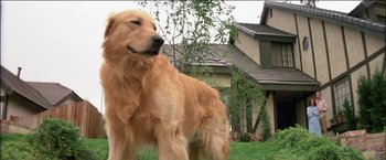 Movie still from “Poltergeist” (1982), directed by Tobe Hooper – A dog standing in the grass in front of a house; Close Up shot, Low angle