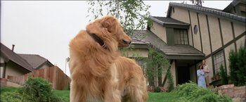 Movie still from “Poltergeist” (1982), directed by Tobe Hooper – A dog standing in the grass next to a house; Close Up shot, Low angle