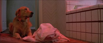 Movie still from “Poltergeist” (1982), directed by Tobe Hooper – A dog sitting on the floor next to a pile of towels; Medium shot, High angle