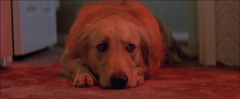 Movie still from “Poltergeist” (1982), directed by Tobe Hooper – A dog laying on the ground; Close Up shot, High angle