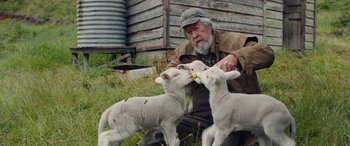 An older man feeding two baby lambs with a spoon